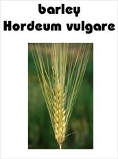 Potential longevity (Ki) of malting barley (Hordeum vulgare L.) grain lots relates to their degree o