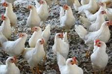 تحقیق درباره بافت دان و عملکرد مرغ گوشتی
