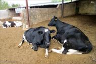 طرح توجیهی پرورش گاو شیری 25 راسی
