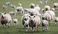 پاورپوینت اصول و کلیات پرورش بره و گوسفند