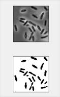 برنامه قطعه بندی تصاویر با استفاده از الگوریتم ژنتیک و شبکه عصبی در متلب