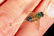 زهر زنبور عسل، روشهاي جداسازي و مصارف دارويي آن
