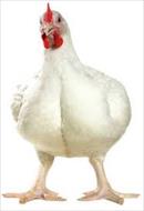 تحقیق درباره استفاده از كنجاله كلزا در جيره مرغان تخمگذار