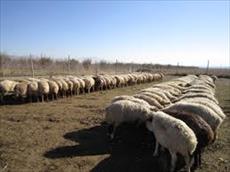 پاورپوینت پرورش گوسفند و بره