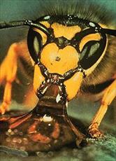 پاورپوینت در مورد زنبور عسل