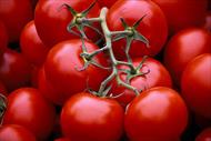 کاهش آسیب سرمایی پس از برداشت میوه گوجه فرنگی توسط تیمار با اسید سالیسیلیک