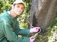 تزریق مواد شیمیایی در تنه درختان