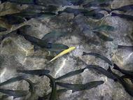 آموزش کامل پرورش ماهی قزل آلا رنگین کمان (به همراه تصاویر تمام مراحل)