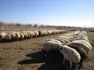 پاورپوینت انواع نژادهای گوسفند