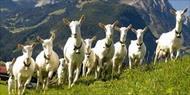 تحقیق و پژوهش پرورش گوسفند و بز