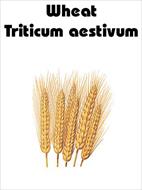 Uptake of perfluorooctane sulfonate (PFOS) by wheat (Triticum aestivum L.) plant