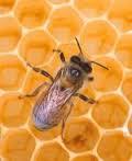 طرح توجیهی بررسي پرورش و نگهداری زنبور عسل