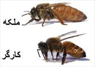 پاورپوینت  توليد ملكه زنبور عسل اصلاح شده ,41 اسلاید , pptx