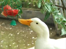 پاورپوینت آموزش نگهداری از اردک